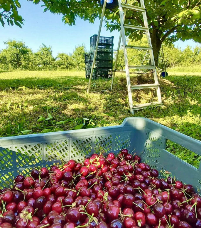 Czereśnie na farmie Jabusko w Świętokrzyskiem
