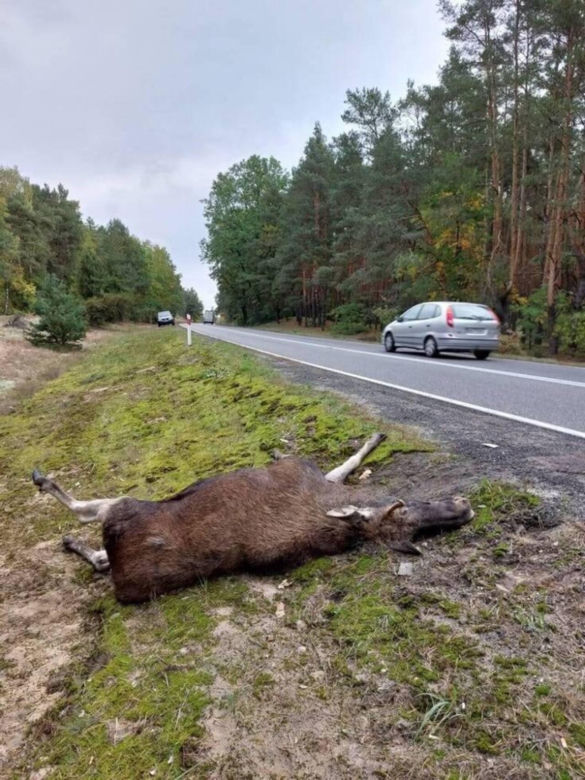 Na drodze słynnej z wypadków z udziałem łosi będzie nowy odcinkowy pomiar prędkości
