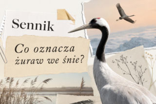 Żuraw we śnie: co oznacza. Najczęstsze interpretacje snu