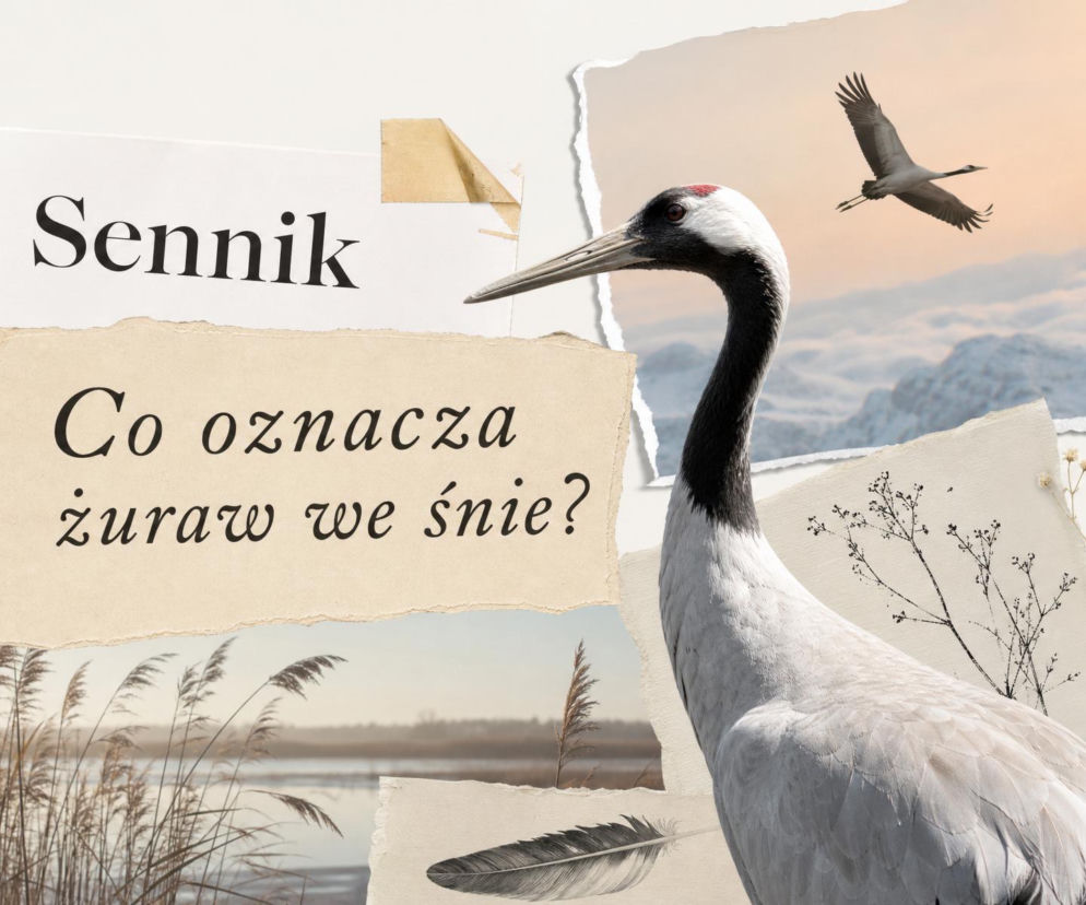 Kolaż z napisem sennik i żurawiem. O znaczeniu snów o ptaku i żurawiu budowlanym przeczytasz na łamach SE.