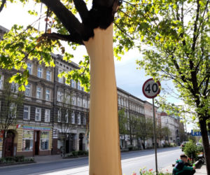 Uszkodzone drzewo przy ul. Krzywoustego w Szczecinie