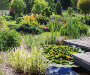 Oczko wodne w ogrodzie