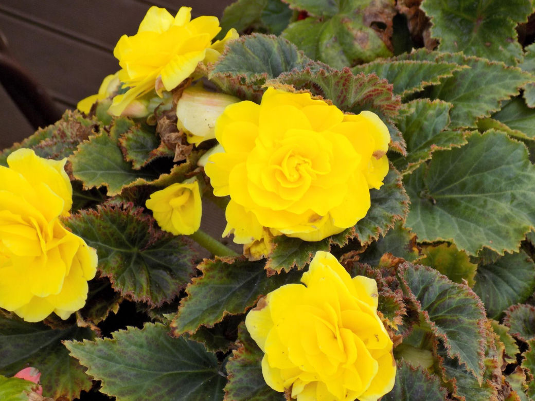 Begonia
