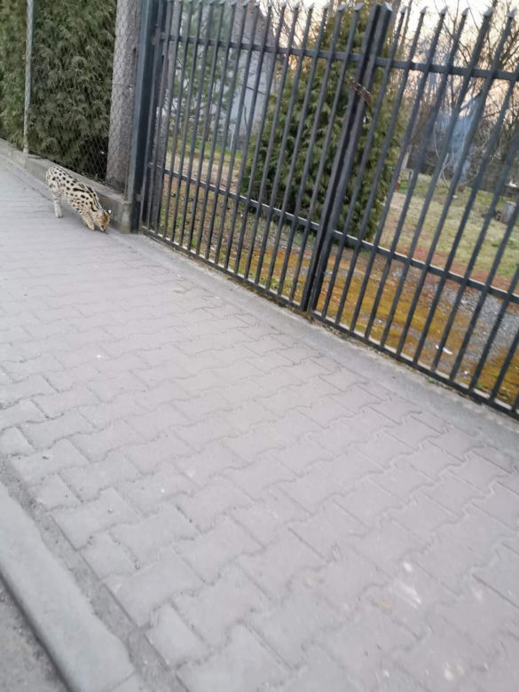 Dziki serwal grasuje pod Krakowem