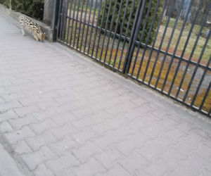 Dziki serwal grasuje pod Krakowem