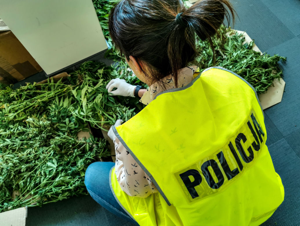 Plantacja marihuany w gminie Wasilków