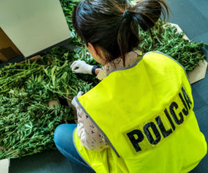 Plantacja marihuany w gminie Wasilków