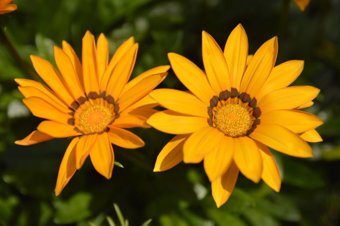 Gazania