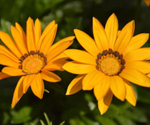Gazania