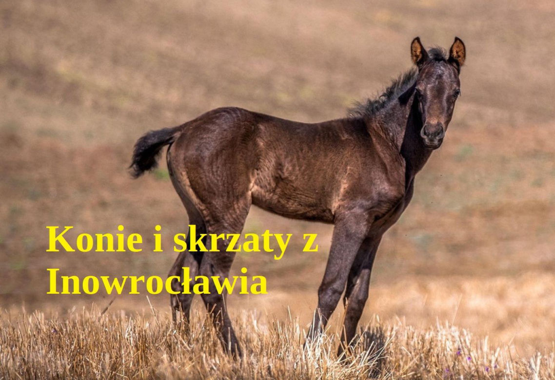 Konie i skrzaty z Inowrocławia