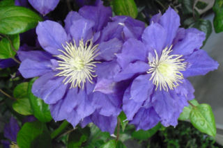 Powojnik wielkokwiatowy 'Kiri Te Kanawa' - Clematis 'Kiri Te Kanawa'