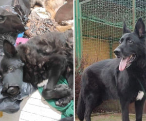 Prawda po miesiącach milczenia. Wstrząsające relacje ze schroniska w Bytomiu