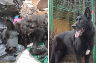 Prawda po miesiącach milczenia. Wstrząsające relacje ze schroniska w Bytomiu