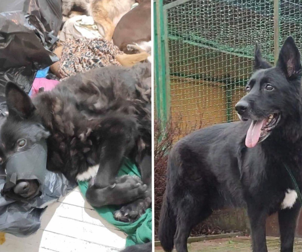 Prawda po miesiącach milczenia. Wstrząsające relacje ze schroniska w Bytomiu