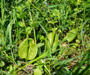 Niezwykłe odkrycie botaniczne pod Krosnem! Ta roślina ma magiczną moc