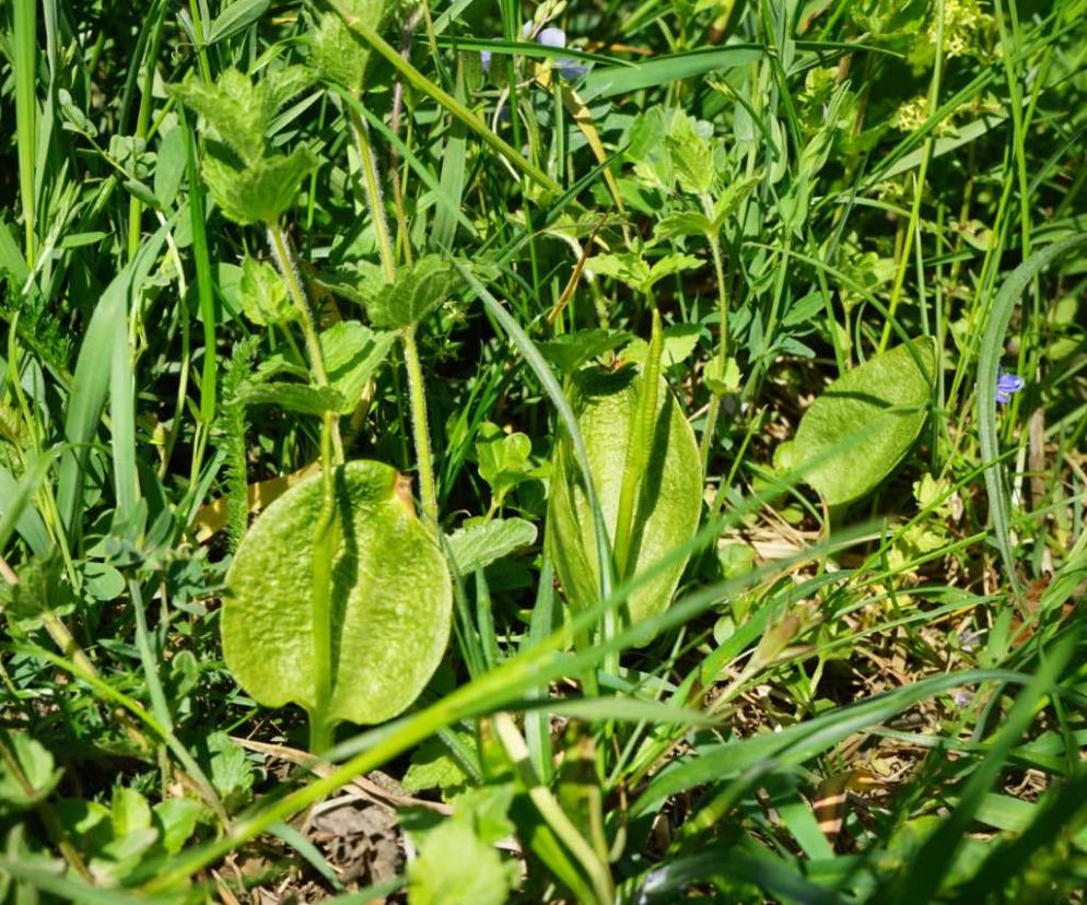 Niezwykłe odkrycie botaniczne pod Krosnem! Ta roślina ma magiczną moc