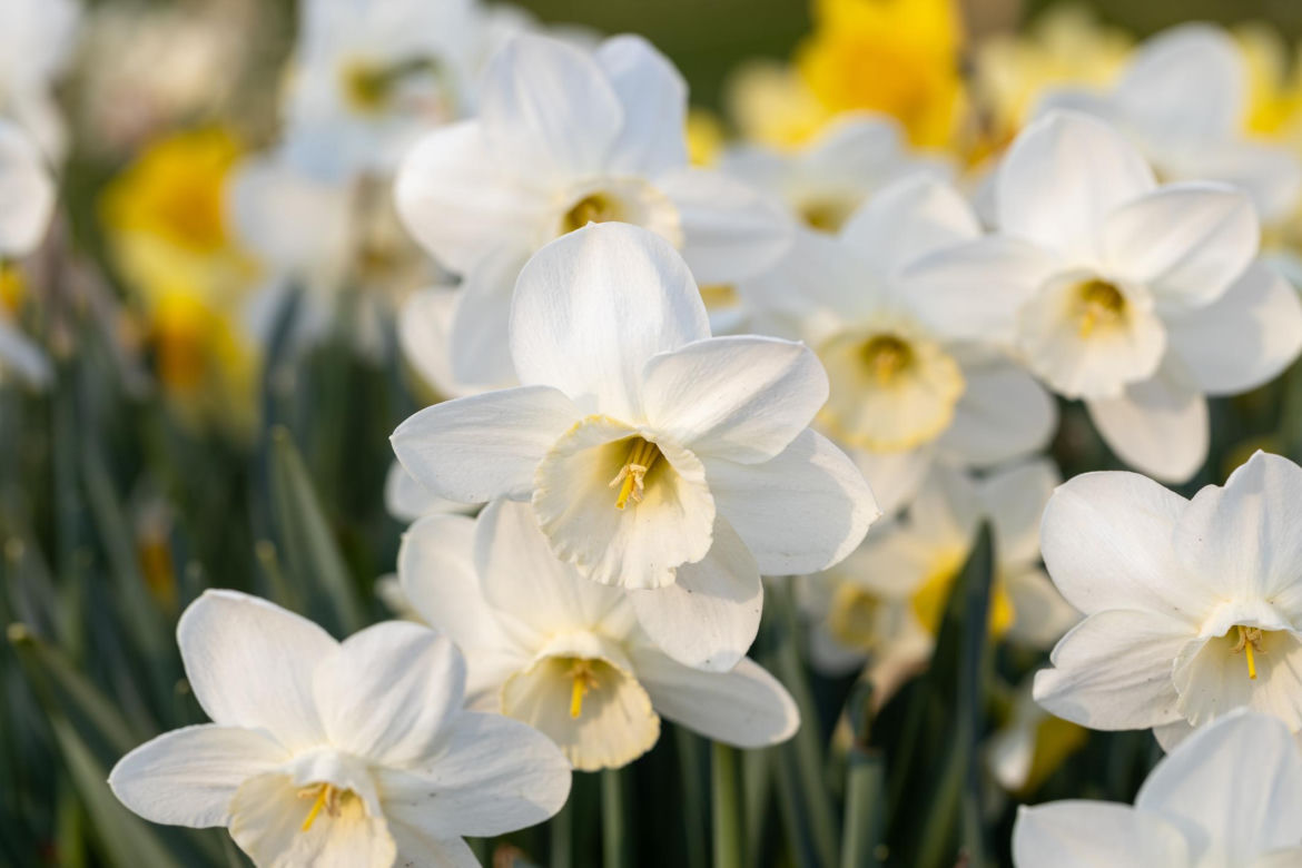 Narcyzy (Narcissus)