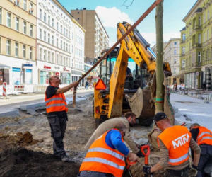 Nowe drzewa na alei Wojska Polskiego
