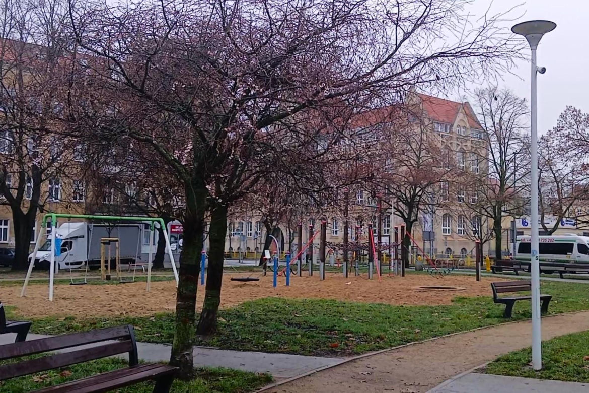 W grudniu w Szczecinie kwitną drzewa