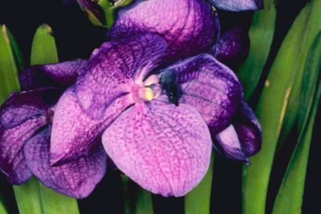 Vanda