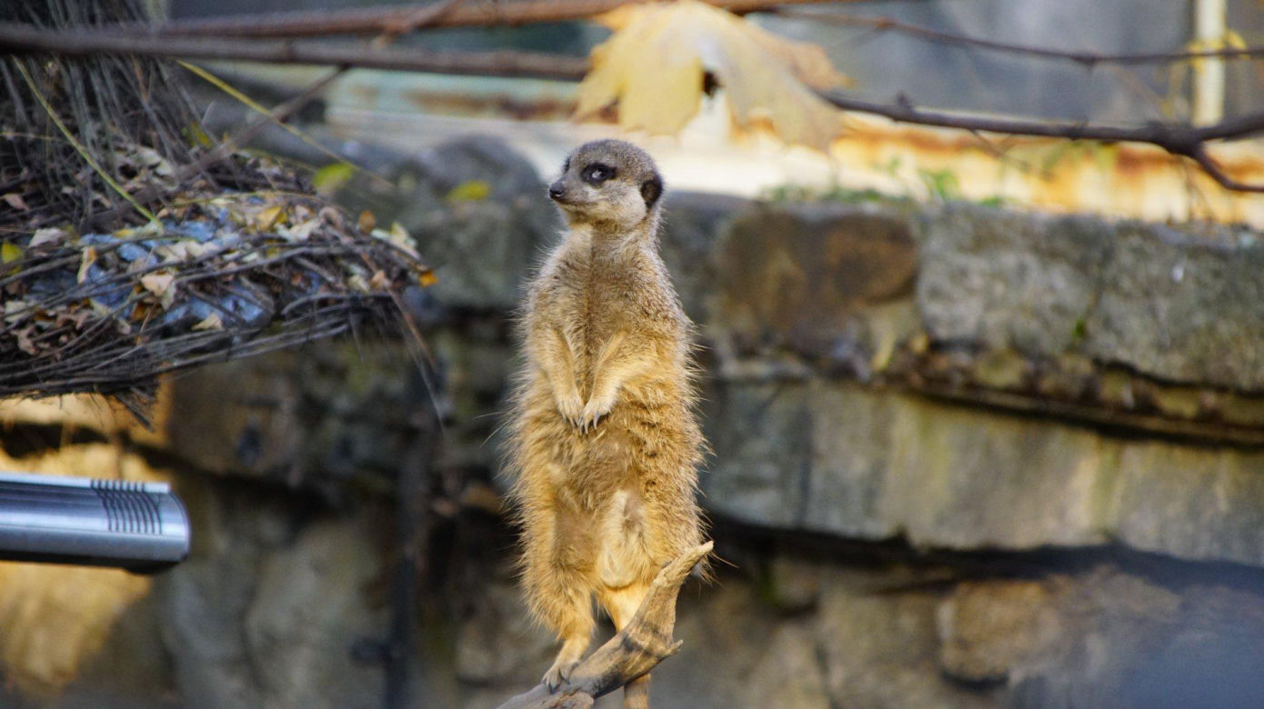 ZOO Wrocław ze specjalną ofertą. Dodatkowy dzień zwiedzania za darmo 