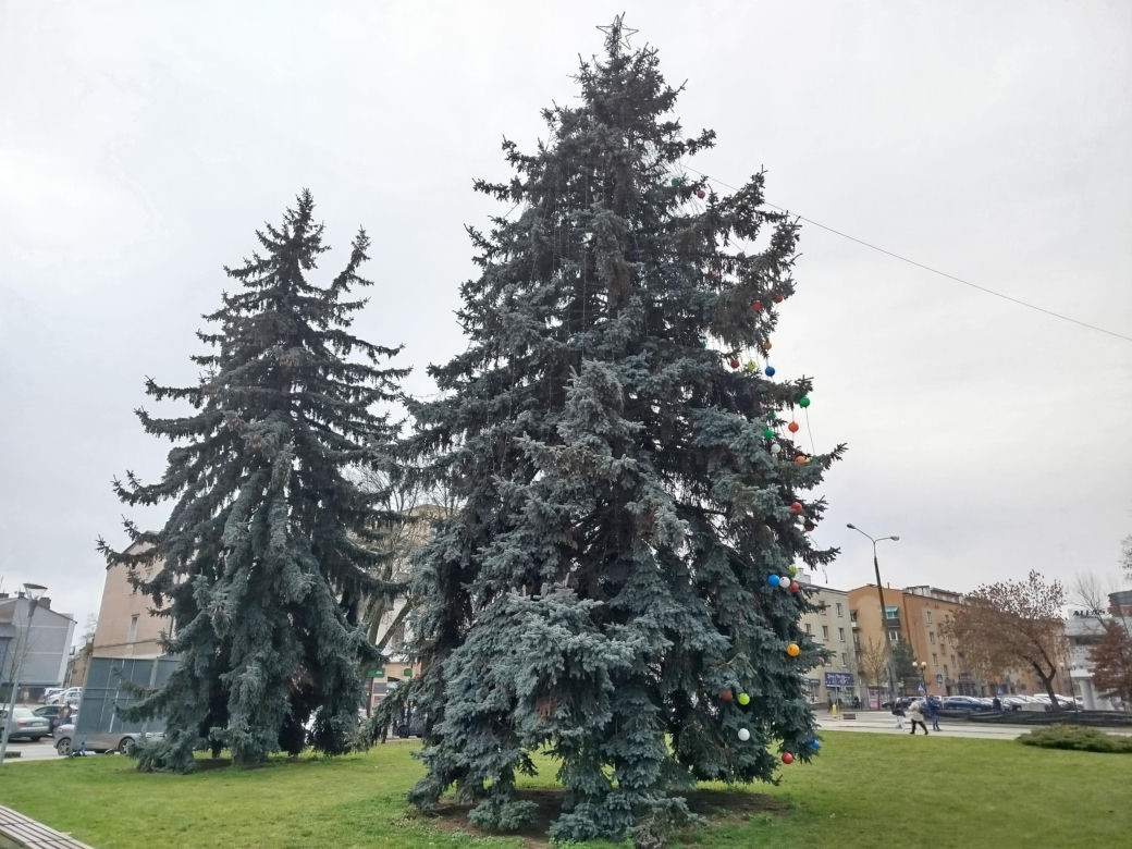 Choinka miejska Siedlce