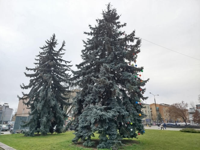 Choinka miejska Siedlce