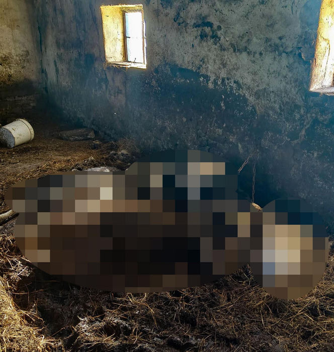 Horror koło Ostródy. Zwierzęta konały bez światła, wody i jedzenia