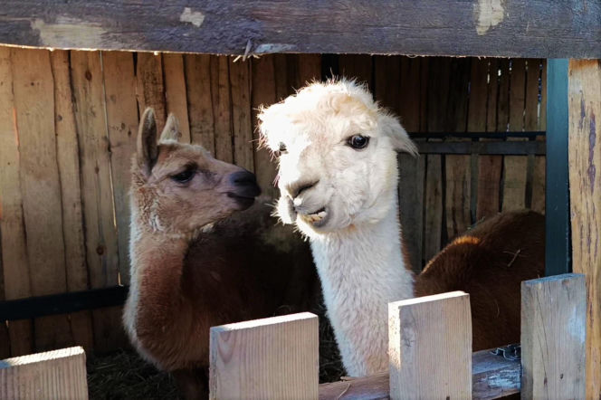 Żywa szopka w Żydowcach