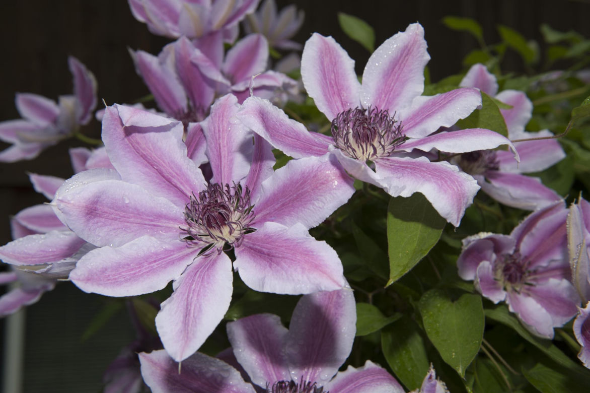 Powojnik (Clematis)