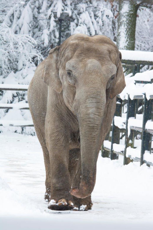 "My się śniegu nie boimy!". Zima zawitała do krakowskiego ZOO