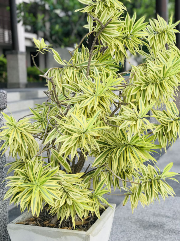 Dracena odwrócona