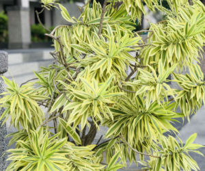 Dracena odwrócona