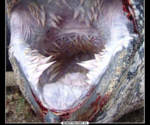 Tych memów o teściowych nie pokażesz mamie! Internauci nie mają litości