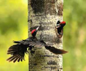 „Leśne Fotografie” rozstrzygnięte. Oto zwycięzcy konkursu 