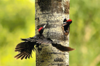 „Leśne Fotografie” rozstrzygnięte. Oto zwycięzcy konkursu 
