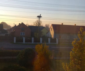 BOCIAN zamiast ciepłych krajów wybrał Wadlew?! „Stwierdził że w ciepłych krajach też pandemia”  