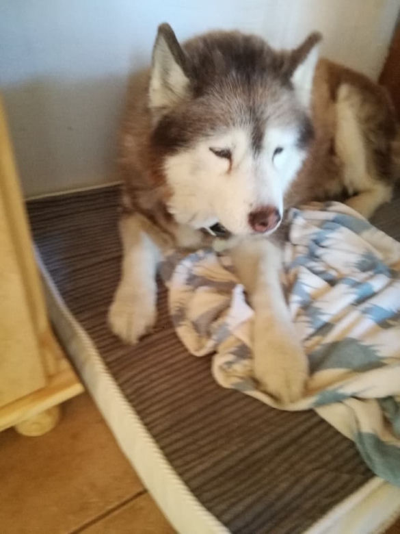 UWAGA ZAGINĄŁ 16-LETNI RUDY HUSKY!