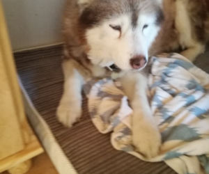 UWAGA ZAGINĄŁ 16-LETNI RUDY HUSKY!
