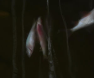 Rybi dramat w Białymstoku. Tysiące martwych ryb pod lodem