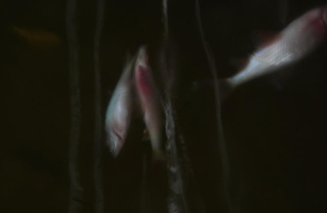 Rybi dramat w Białymstoku. Tysiące martwych ryb pod lodem