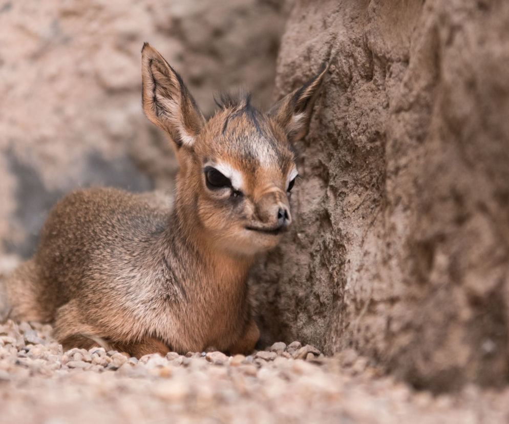 Najmłodszy dikdik we Wrocławiu