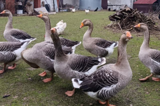 Półroczna Lusia udusiła się w pudełku owiniętym folią. Właścicielka uniewinniona