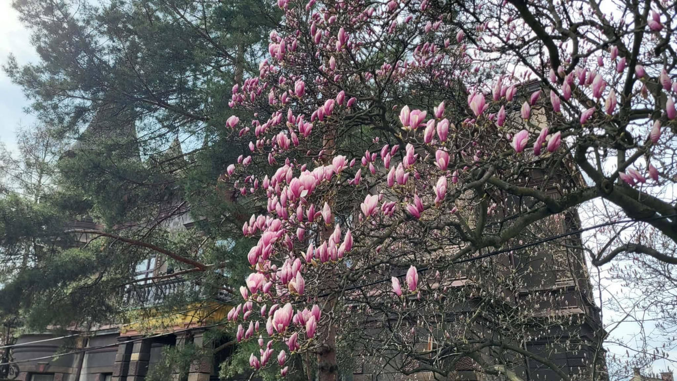 Szlak Kwitnących Magnolii