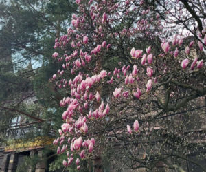 Szlak Kwitnących Magnolii