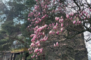 Szlak Kwitnących Magnolii