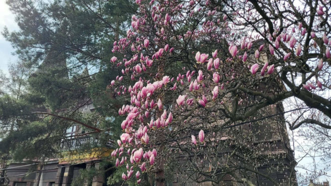 Szlak Kwitnących Magnolii