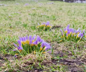 Pierwsze krokusy w Szczecinie