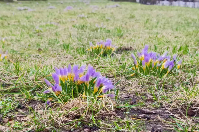 Pierwsze krokusy w Szczecinie