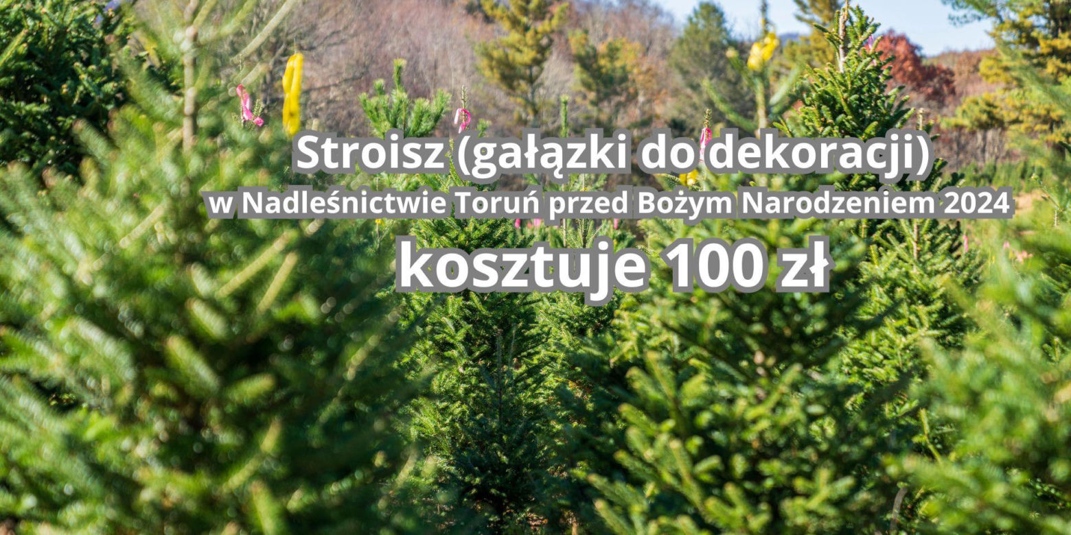 Tu sprzedają najtańsze choinki w województwie kujawsko-pomorskim. Można wybrać samemu!